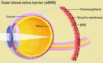The outer blood-retina barrier is the interface of the retina and the choroid, including Bruch's membrane and the choriocapillaris. (Images courtesy of the National Eye Institute)