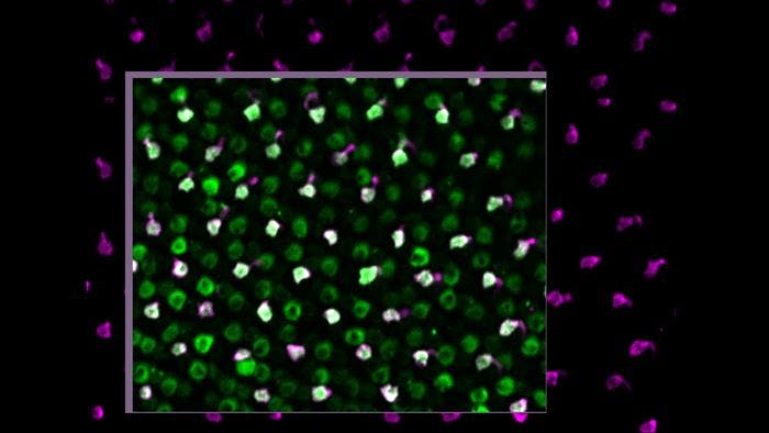 Zebrafish photoreceptor cells stimulated with blue light show correct electrical activity. The picture was taken using the microscope that was custom-built for this study. (Image credit: Michael Brand and Evelyn Abraham)