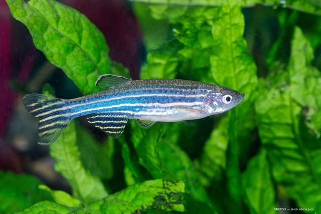 Seeing the future: Zebrafish regenerates fully functional photoreceptor cells and restores its vision